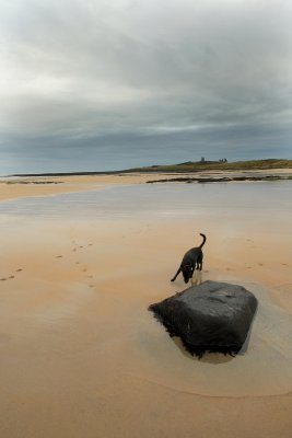 Dunstanburgh in the distance