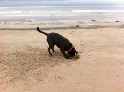 bamburgh 2013 009.jpg