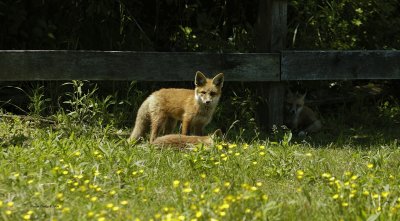 Fox Cubs 