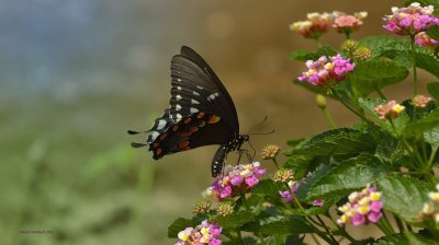 One of my favorites for 2012 - Spicebush Swallowtail on Lantana   