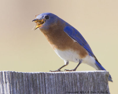 Bluebird, Eastern IMG_0145.jpg