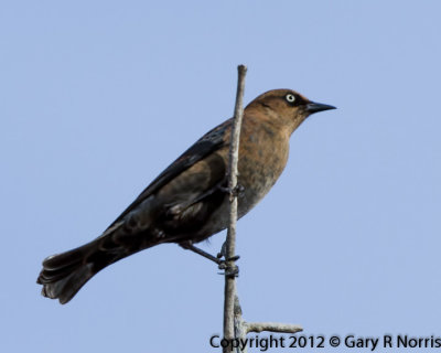 Blackbird, Rusty IMG_0162.jpg