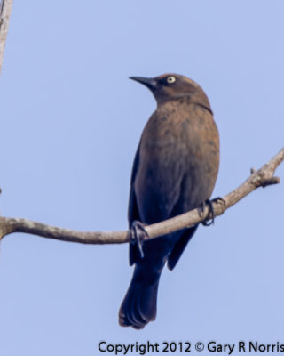 Blackbird, Rusty IMG_0164.jpg