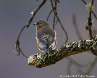 Bluebird, Eastern IMG_9923.jpg