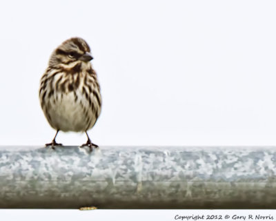 Sparrow, Song IMG_9924.jpg