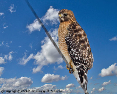 Hawk, Red-shouldered  IMG_1105.jpg