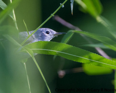 Gnatcatcher, Blue-gray IMG_8993.jpg