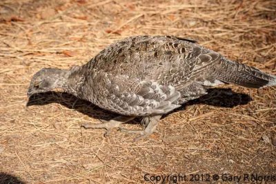 Grouse, Blue CRW_2494.jpg