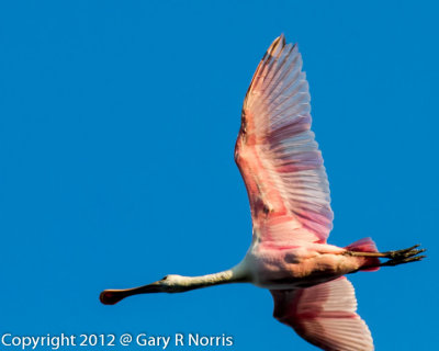 Spoonbill, Roseate IMG_6103.jpg