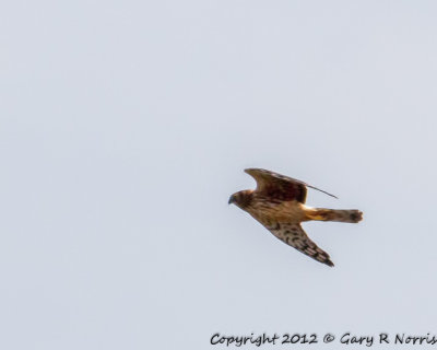 Merlin IMG_6910-Edit.jpg