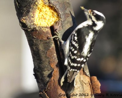 Woodpecker, Downy IMG_0048.jpg