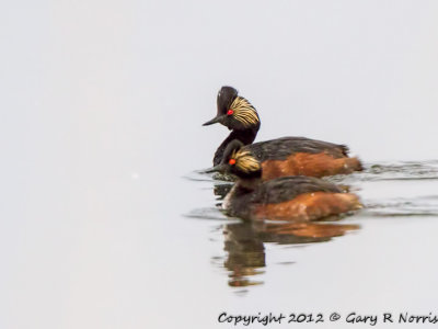 Grebe, Eared IMG_3962.jpg