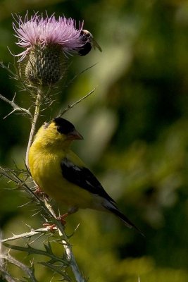 Goldfinch,. American
