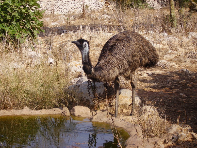 els emus de Biniarroi