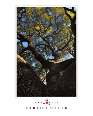 Texas_Austin_Barton Creek_Live Oak