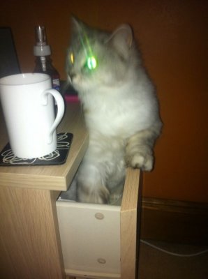 Green eyed cat rises from drawer