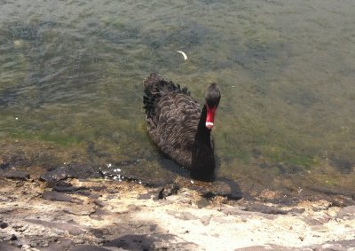 Black swan....exists!