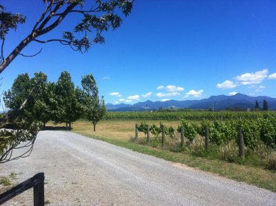 Marlborough Wine Region