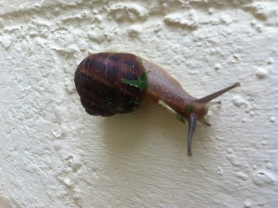 Snail at our new house