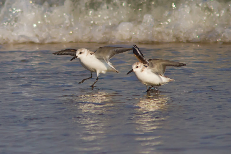 Sanderlings