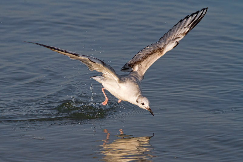 Bonaparte Gull feeding