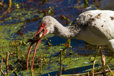Ibis with Fish