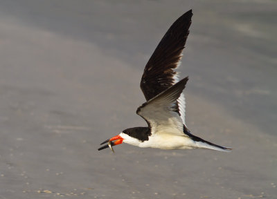 Black Skimmer with Fish