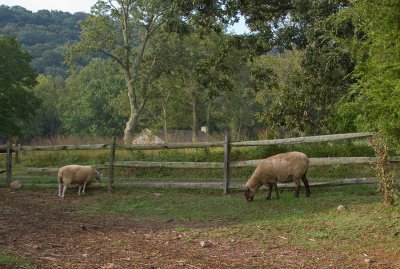 Thomas Neeley Farm