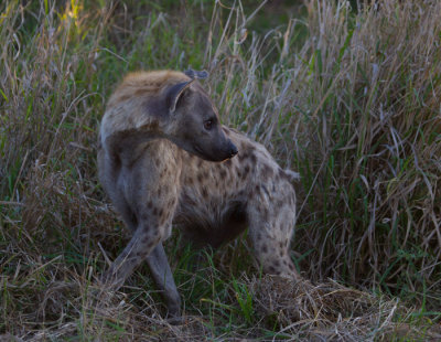 Hyena at dawn