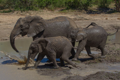 Skittish Elephants
