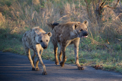 Hyenas on early morning patrol.jpg