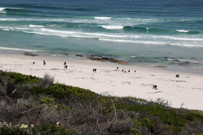 Cape Point - Baboons on the beach