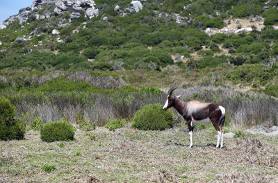 Cape Point - Bontebok