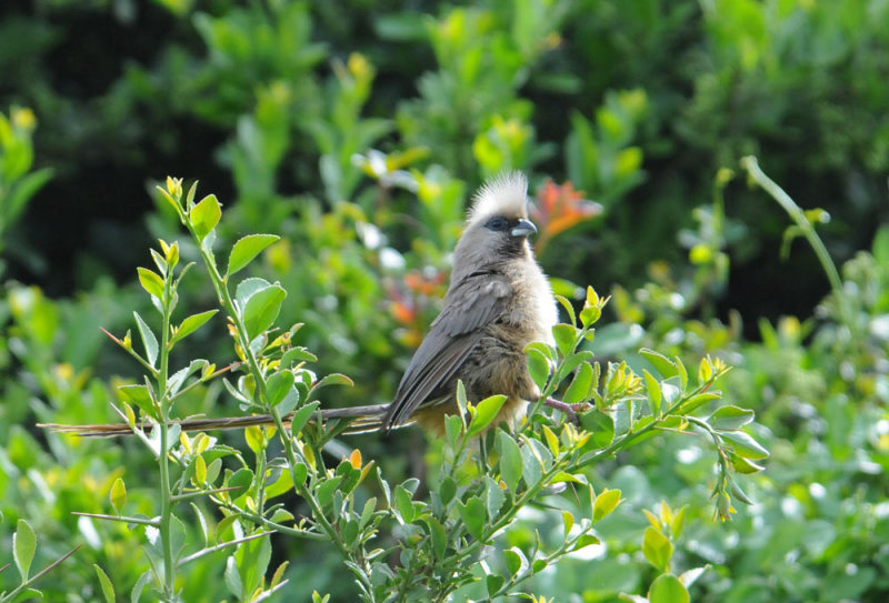 Speckled Mousebird