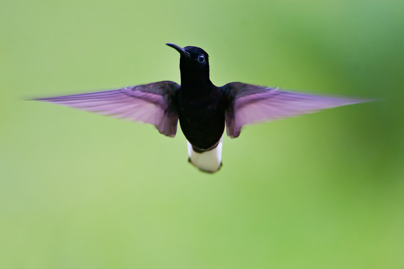 Black Jacobin