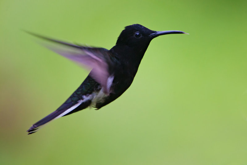 Black Jacobin