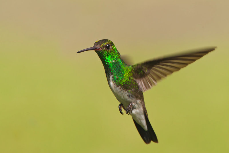 Glittering-throated Emerald