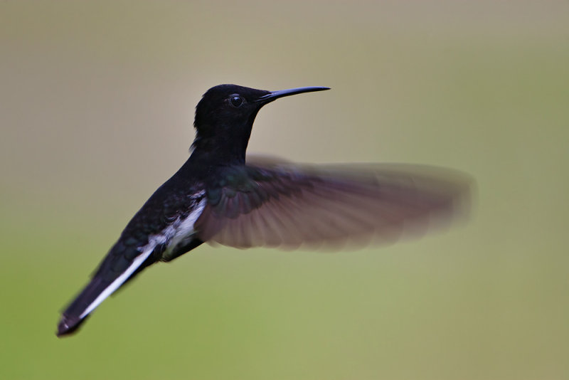 Black Jacobin