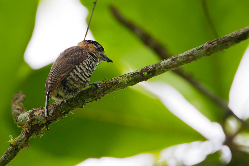 White-barred Piculet