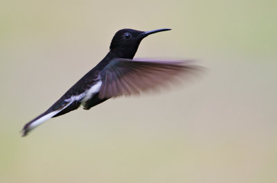 Hummingbirds of Brazil