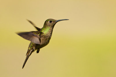 Sombre Hummingbird