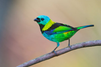 Green-headed Tanager