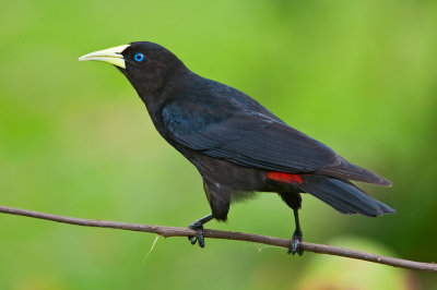 Red-rumped Cacique