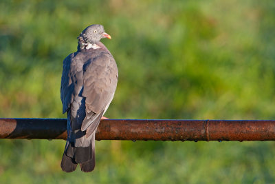 Wood Pigeon