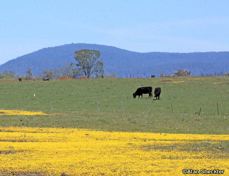 Table Mountain 2013, near Oroville, California, March 23, 2013