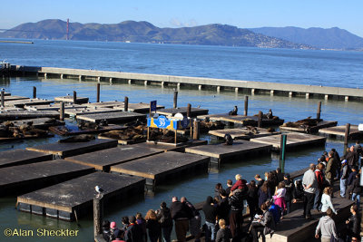 Sea lions off of Pier 39, Golden Gate in the distance