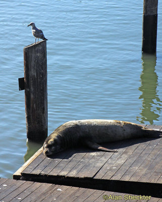 Two S.F. Bay residents