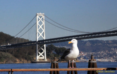 Gull and Bay Bridge