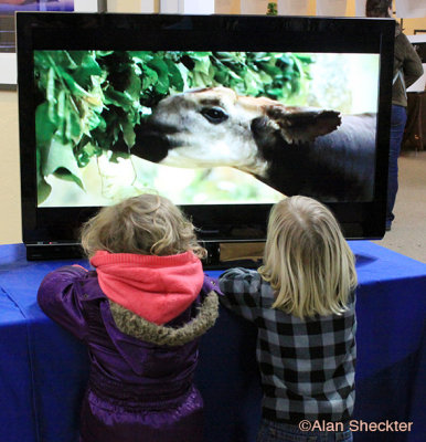 Kids watch a nature film on a festival headquarters TV