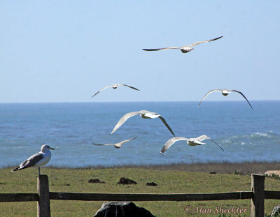 Gulls at Noyo Harbor headlands